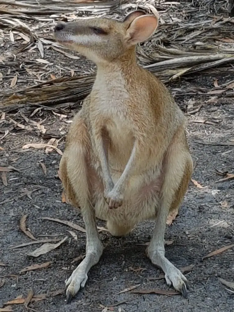 Wallaby ágil