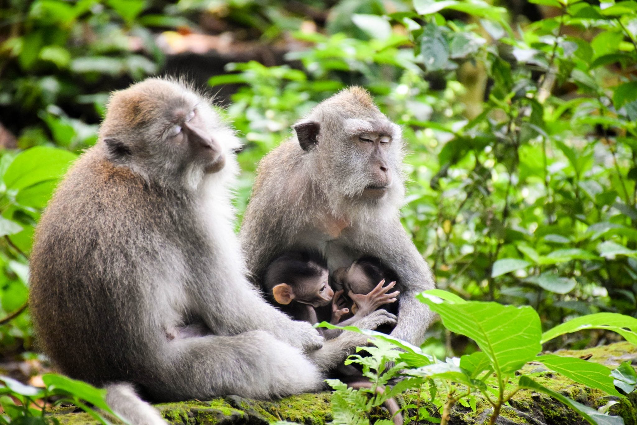 Sacred Monkey Forest Sanctuary in Ubud Bali | Aussie Mob