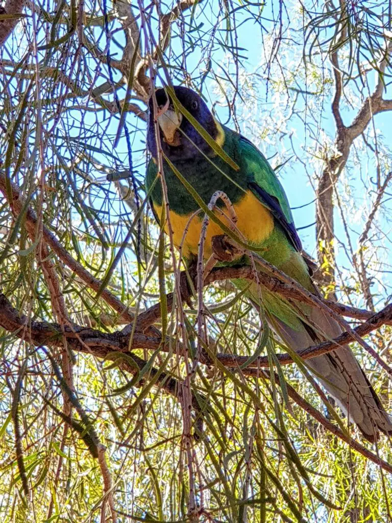 Faune et oiseaux à Alice Springs