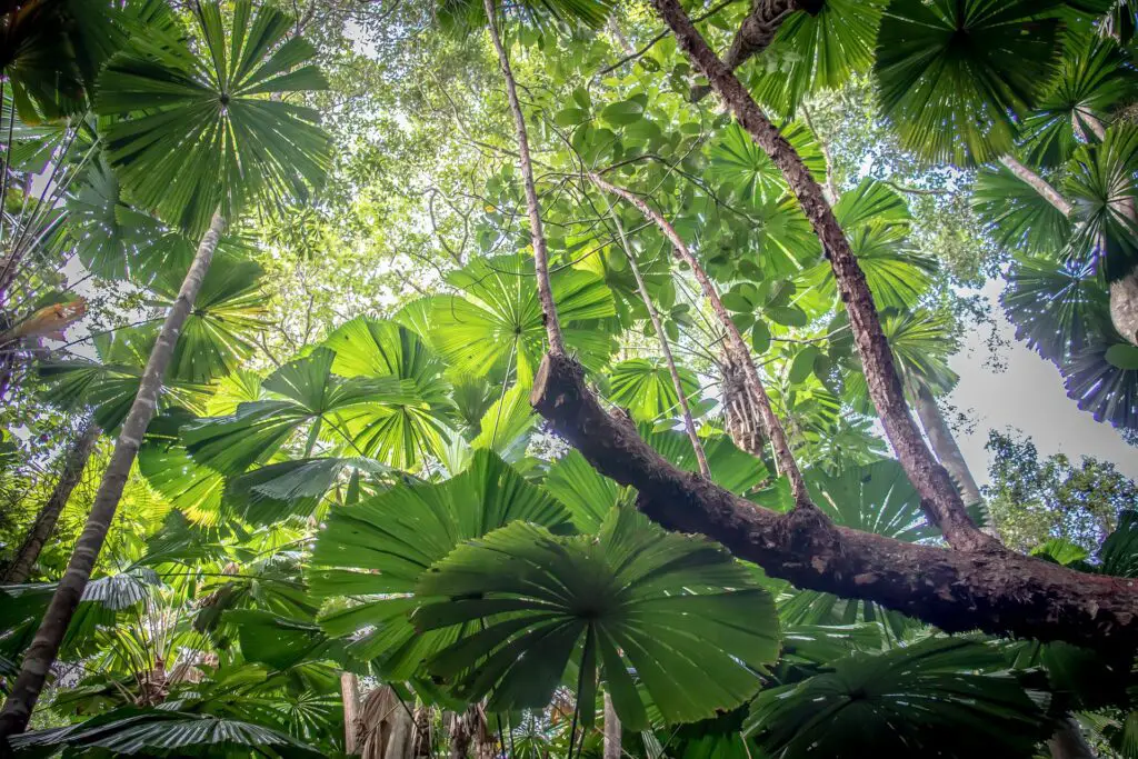 Daintree Rainforest