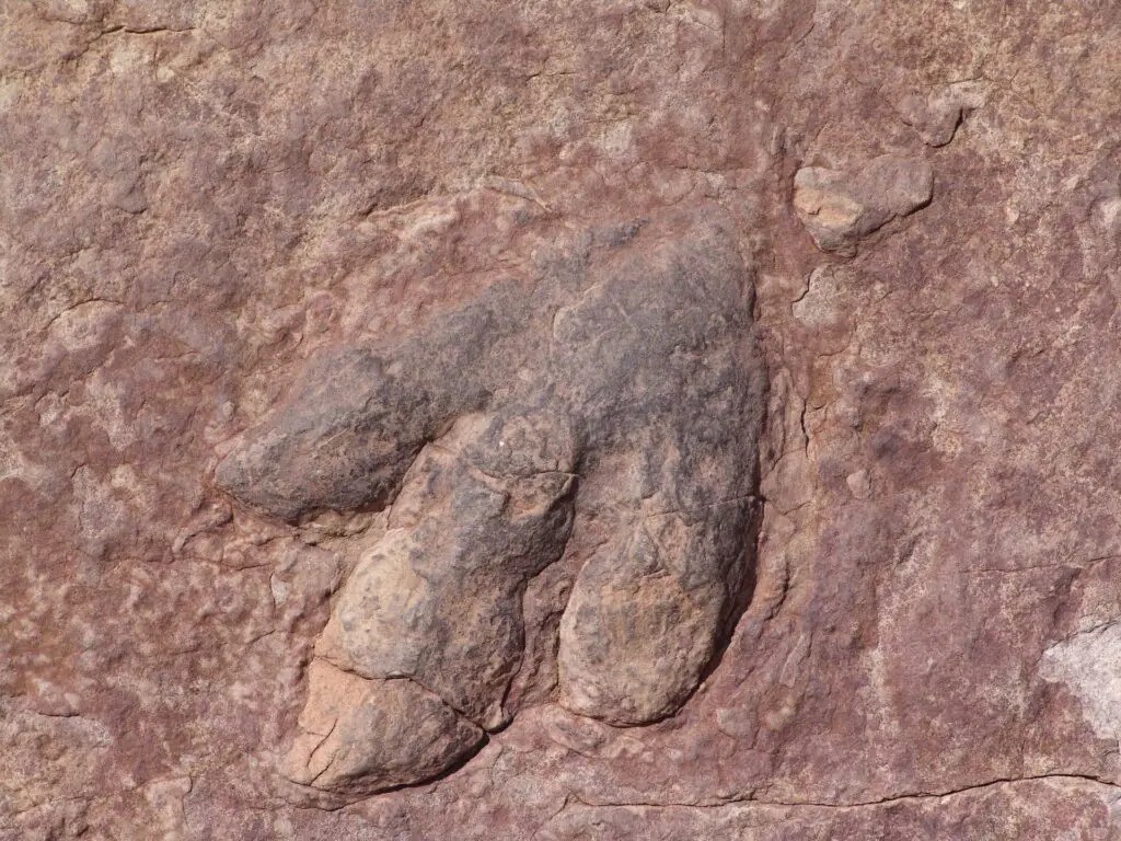 Dinosaurs, fossils,