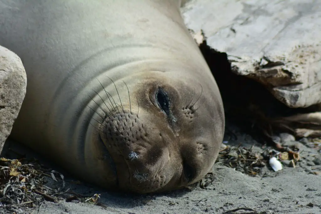 Elephant Seal