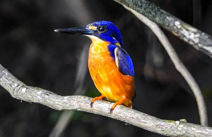 Best photography tips Azure Kingfisher in the Daintree Rainforest