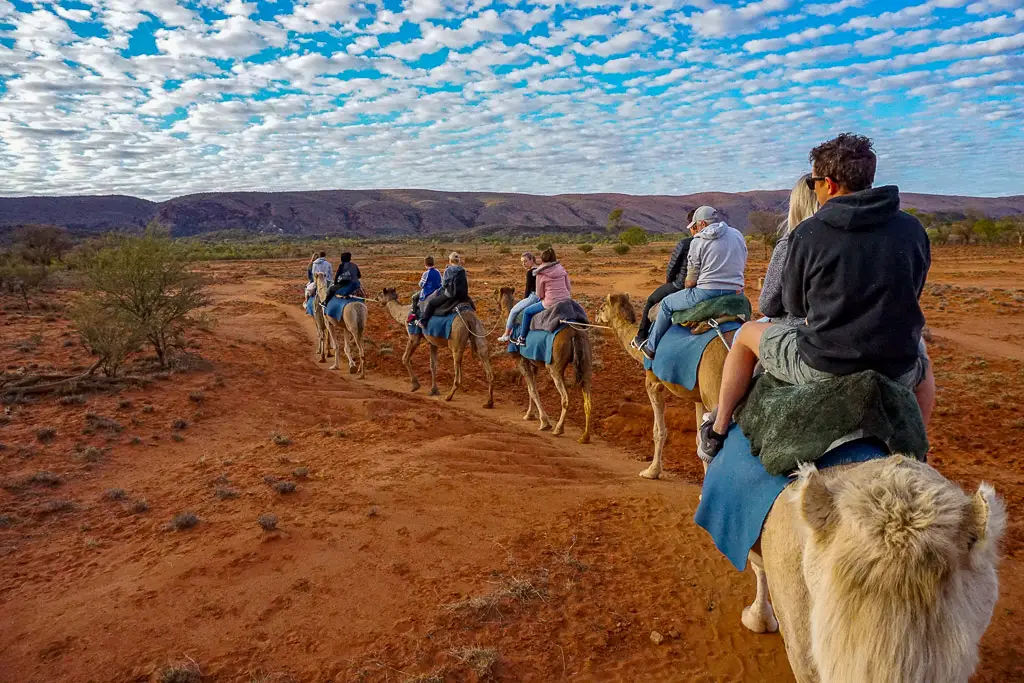 Take A Camel Tour With Mr Personality Aussie Mob