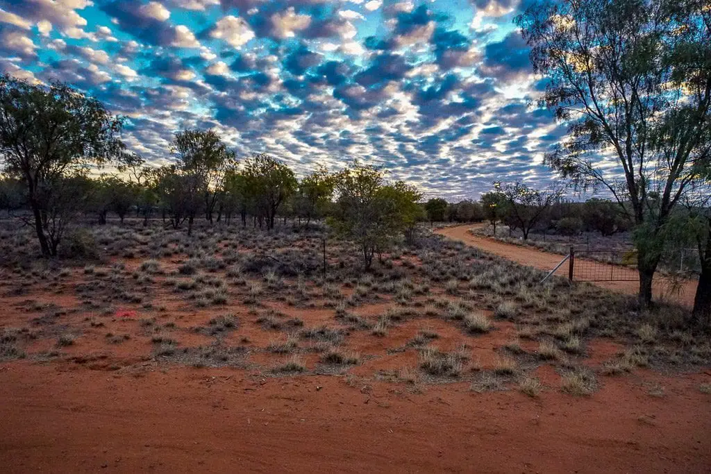 Spinifex tufts Spinifex tufts