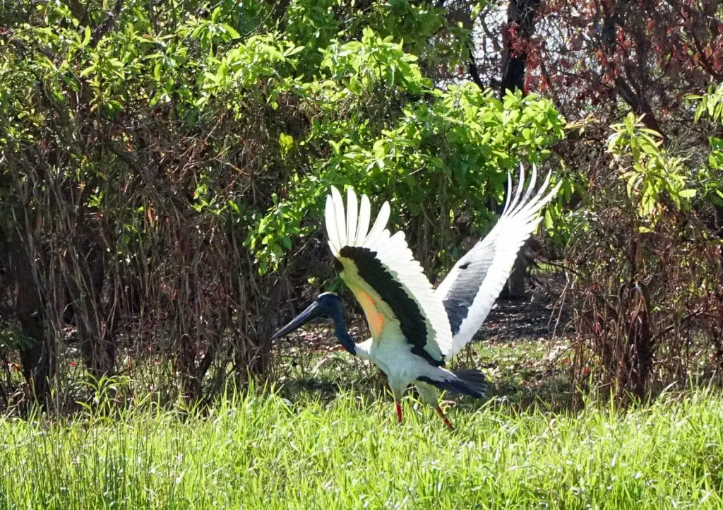 Jabiru - Black necked stork at Corroboree Billabong