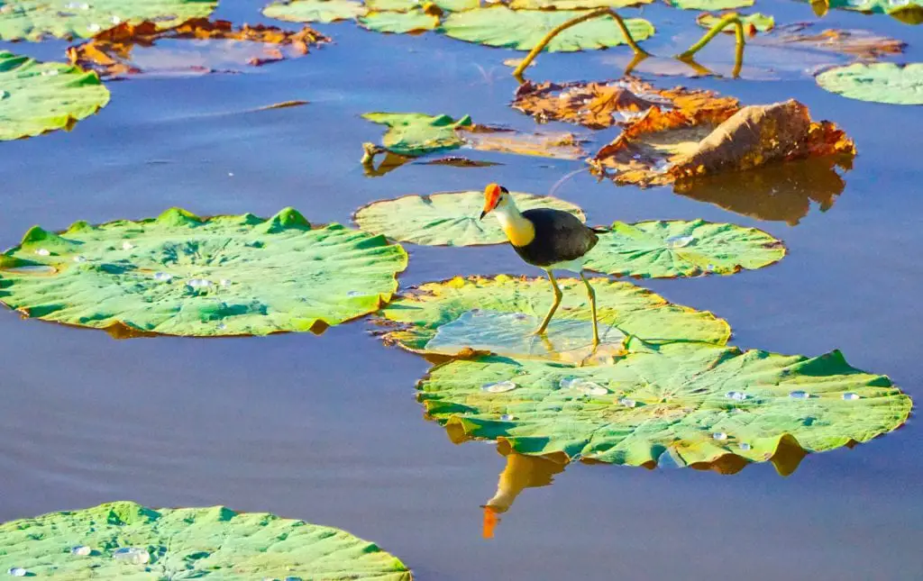 Jacana