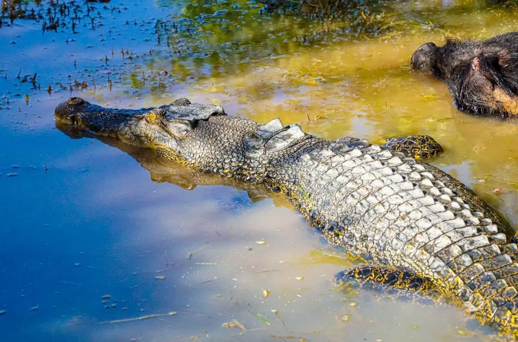 Saltwater Crocodile devouring a wild pig