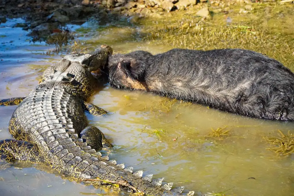 Saltwater Crocodile devouring a wild pig Saltwater Crocodile devouring a wild pig