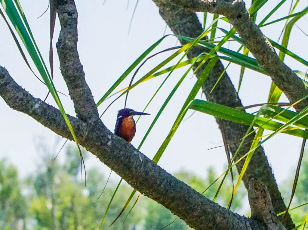 Azure Kingfisher Azure Kingfisher at Corroboree Billabong