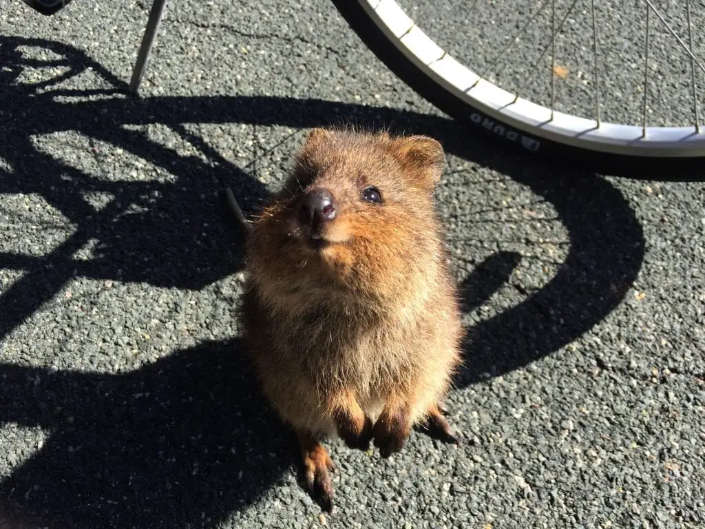 Quokka 